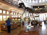 Spring Cleaning at the Redpath Museum
